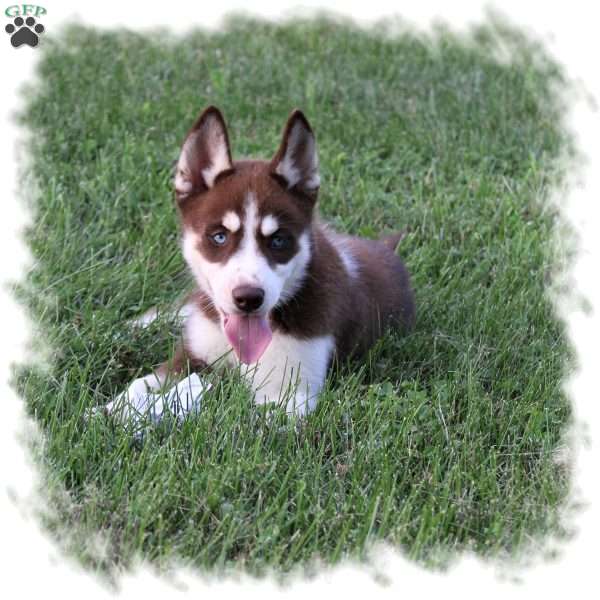 Licorice, Siberian Husky Puppy